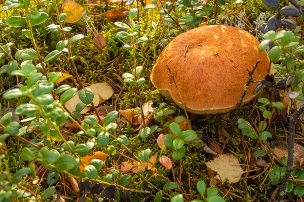 Paisaje Otoñal Con Hermosas Hojas Amarillas Plantas Arándano Musgo Setas — Foto de Stock