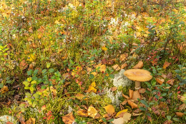 Paisaje Otoñal Con Hermosas Hojas Amarillas Plantas Arándano Musgo Setas — Foto de Stock