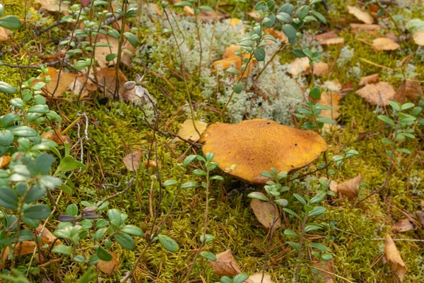 Paesaggio Autunnale Con Belle Foglie Gialle Piante Mirtillo Rosso Bush — Foto Stock