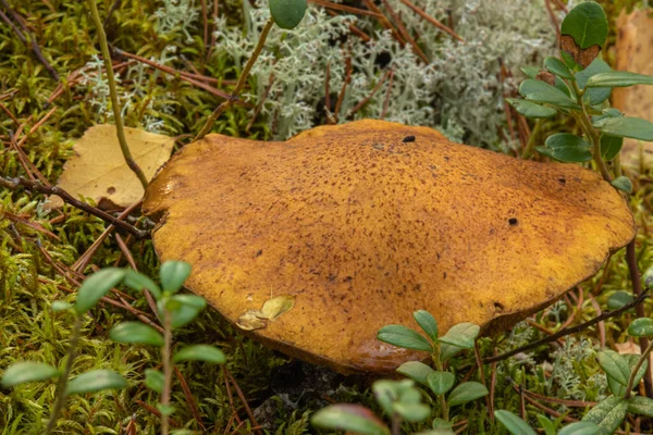 Paisaje Otoñal Con Plantas Arándano Setas Hojas Musgo Bosque — Foto de Stock