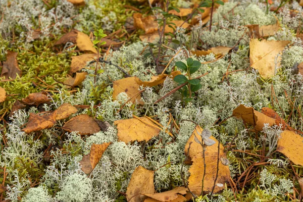 Paesaggio Autunnale Con Belle Foglie Gialle Piante Muschio Nella Foresta — Foto Stock