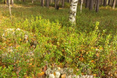 Sonbahar orman dokusu, çok renkli, sarı, yeşil, kırmızı bitkiler, yapraklar, yosun, yaban mersini, kızılcık çalısı