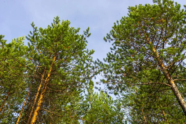 Táj Gyönyörű Zöld Nagy Fák Erdőben Szemben Kék — Stock Fotó