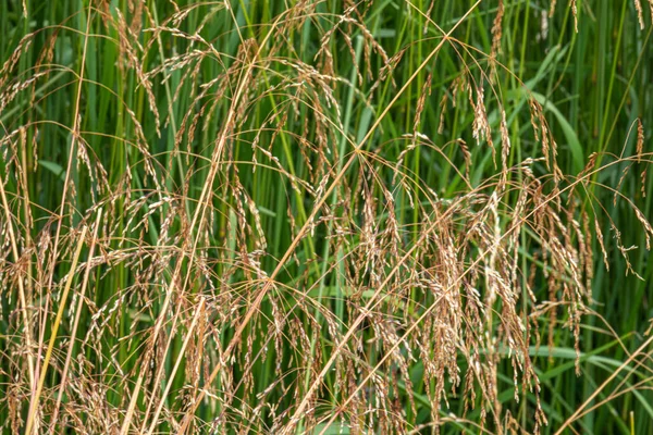 Güzel, doğal, sıradışı, altın ve yeşil bitkiler, bahçedeki kulaklar, güzel bir dokuya sahip.