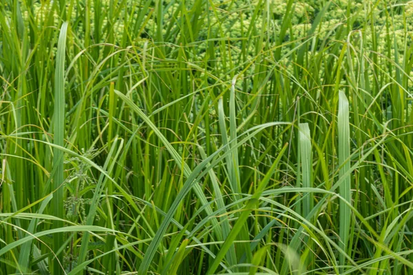 Vacker Med Ovanlig Konsistens Grön Naturlig Trädgård Växter Och Blommor — Stockfoto