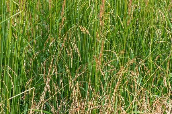 Beautiful Natural Unusual Golden Green Plants Ears Garden Beautiful Texture — стоковое фото