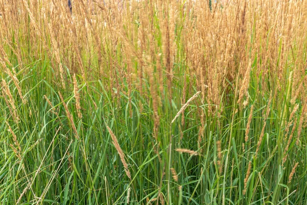 Beautiful Natural Unusual Golden Green Plants Ears Garden Beautiful Texture — стоковое фото