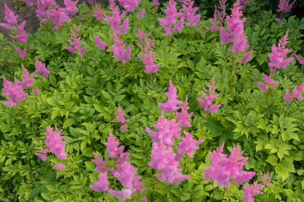 아름답고 자연스럽고 분홍색 꽃들과 아름다운 질감을 식물들 — 스톡 사진