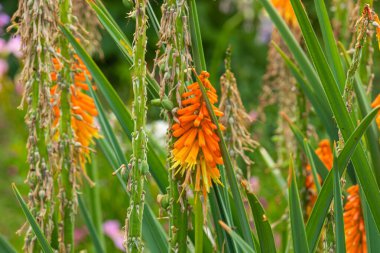 güzel, doğal, alışılmadık çiçekler ve bitkiler yaz mevsiminde turuncu ve yeşil