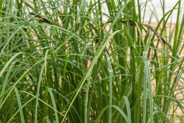 Doğal, güzel otlar ve yağmur damlaları ormandaki doğal bir su deposunun yanında.