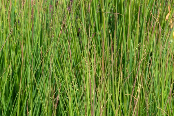 Hermosas Naturales Grandes Plantas Hierba Con Una Hermosa Textura Jardín —  Fotos de Stock