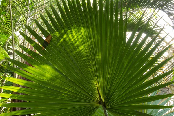 Mooi Natuurlijk Groot Groen Planten Palmbomen Het Regenwoud — Stockfoto