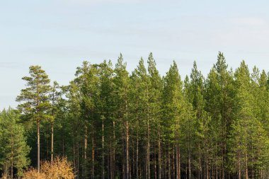 Güzel sonbahar ormanı. Renkli ağaçlar, mavi gökyüzüne karşı kozalaklı ağaçlar.