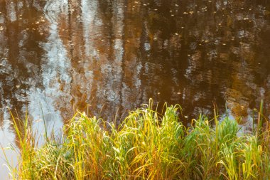 güzel, doğal, sonbahar ormanı renkli ağaçlar, kozalaklı ağaçlar, bitkiler