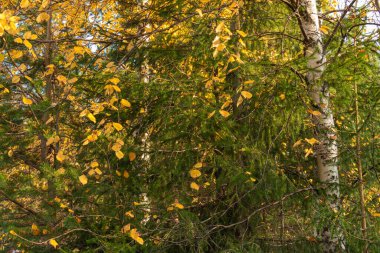 Güzel, doğal, sonbahar, renkli yapraklı orman, bitkiler, doğal bir rezervuarın yakınındaki kozalaklı ağaçlar.