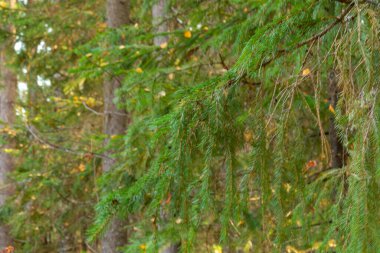 Güzel, doğal, güzel yapraklı sonbahar ormanı, kozalaklı ağaçlar.