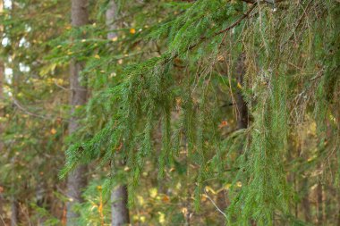 Güzel, doğal, güzel yapraklı sonbahar ormanı, kozalaklı ağaçlar.