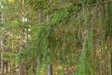 Güzel, doğal, güzel yapraklı sonbahar ormanı, kozalaklı ağaçlar.