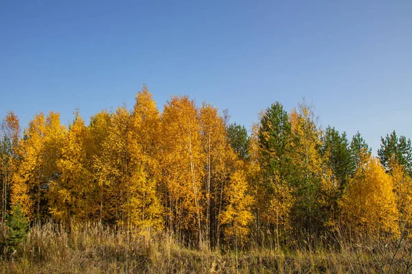 Krásný Podzimní Les Barevnými Stromy Jehličnany Proti Modré Obloze — Stock fotografie