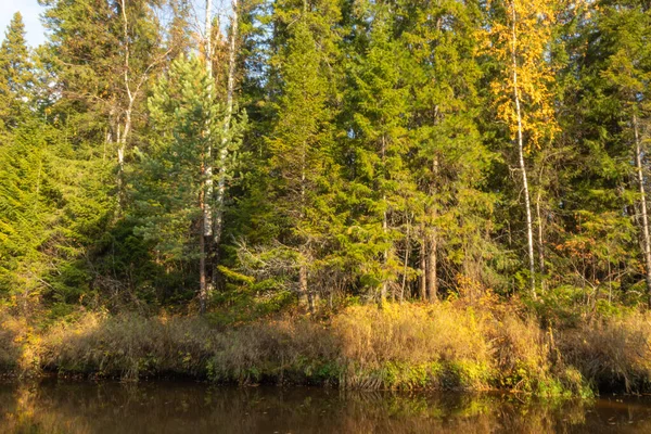 beautiful autumn forest with colorful trees,coniferous trees against the blue sky