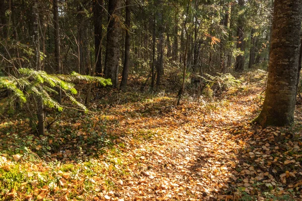 Schöner Herbstwald Mit Bunten Bäumen Nadelbäumen Gegen — Stockfoto