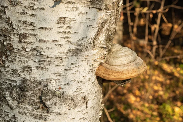 Seta Chaga Natural Saludable Árbol Bosque — Foto de Stock