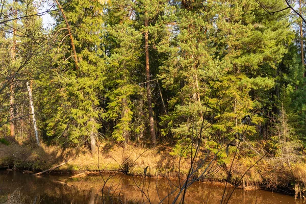 Bella Foresta Autunnale Con Alberi Colorati Conifere Contro — Foto Stock