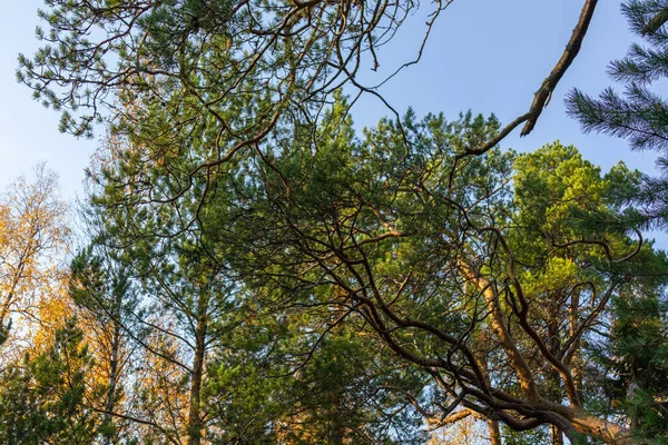 Hermoso Bosque Otoño Con Árboles Coloridos Árboles Coníferas Contra Cielo — Foto de Stock