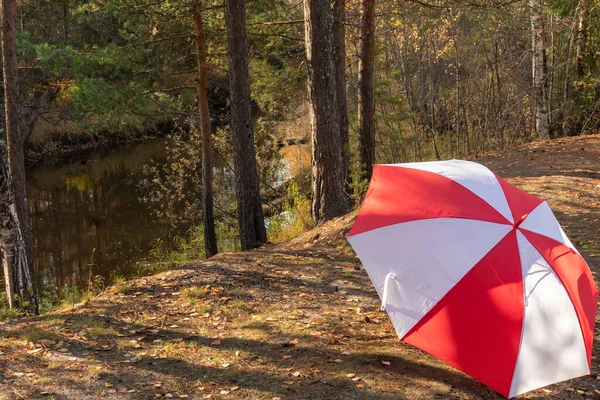 Sonbahar tarihi, güzel, doğal, sonbahar ormanı renkli ağaçlar, kozalaklı ağaçlar, bitkiler, şemsiye
