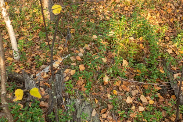 Schön Natürlich Herbst Wald Mit Bunten Blättern Pflanzen Preiselbeersträuchern Waldstruktur — Stockfoto