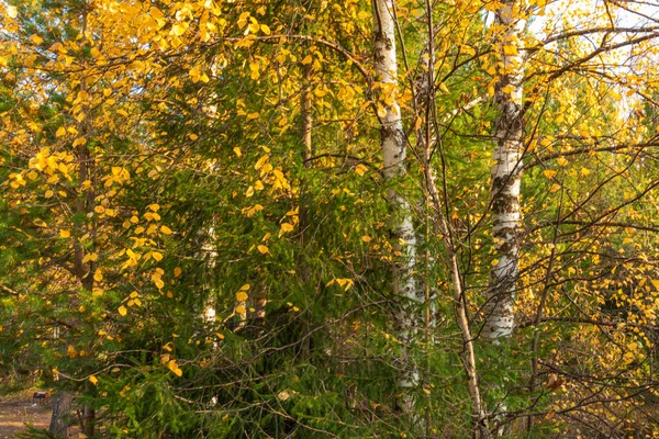 Bella Naturale Autunno Foresta Con Foglie Colorate Piante Conifere Vicino — Foto Stock