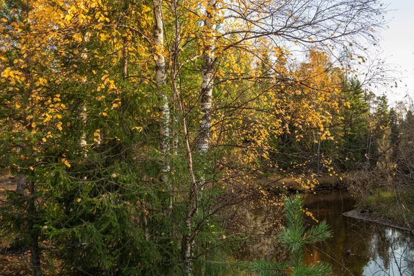 Beautiful Natural Autumn Forest Colorful Leaves Plants Coniferous Trees Natural — Stock Photo, Image