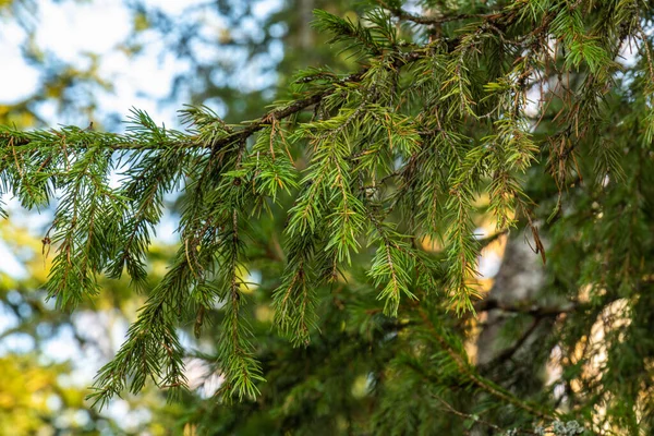 Gyönyörű Természetes Őszi Erdő Gyönyörű Színes Levelekkel Tűlevelű Fákkal — Stock Fotó