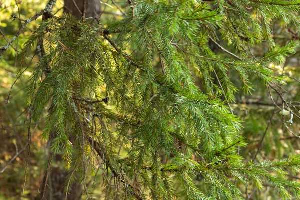 Hermoso Natural Bosque Otoño Con Hermosas Hojas Coloridas Árboles Coníferas — Foto de Stock