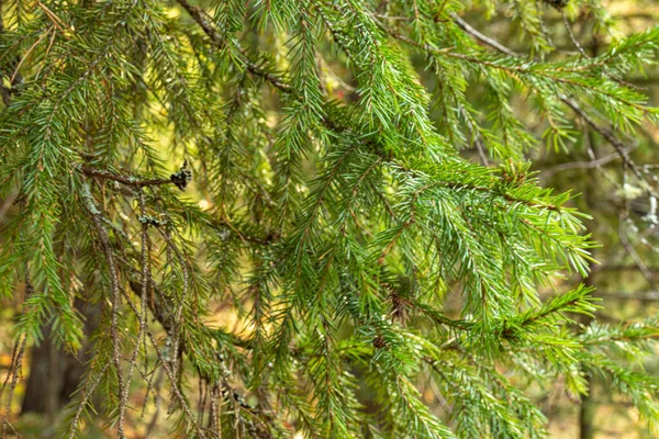 Schöner Natürlicher Herbstwald Mit Schönen Bunten Blättern Nadelbäumen — Stockfoto