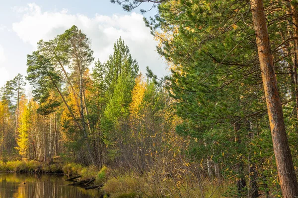 Красивый Природный Осенний Лес Красивыми Красочными Листьями Хвойными Деревьями — стоковое фото