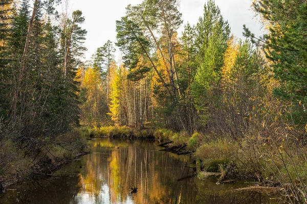 Krásný Přírodní Podzim Les Barevnými Listy Rostliny Jehličnany Blízkosti Přírodní — Stock fotografie