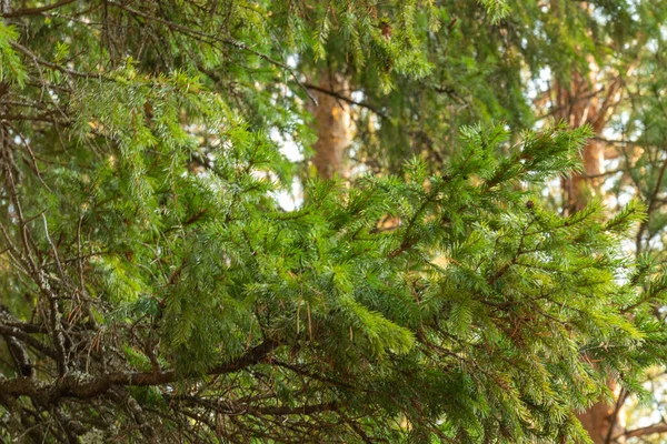 Hermoso Natural Bosque Otoño Con Hermosas Hojas Coloridas Árboles Coníferas — Foto de Stock