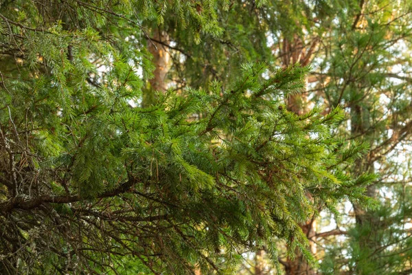Красивий Природний Осінній Ліс Красивими Барвистими Листям Хвойними Деревами — стокове фото