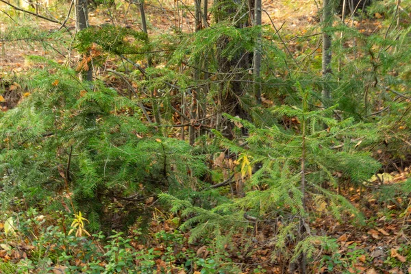 Krásný Přírodní Podzimní Les Krásnými Barevnými Listy Jehličnany — Stock fotografie