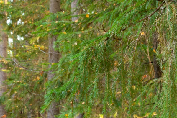Güzel, doğal, güzel yapraklı sonbahar ormanı, kozalaklı ağaçlar.