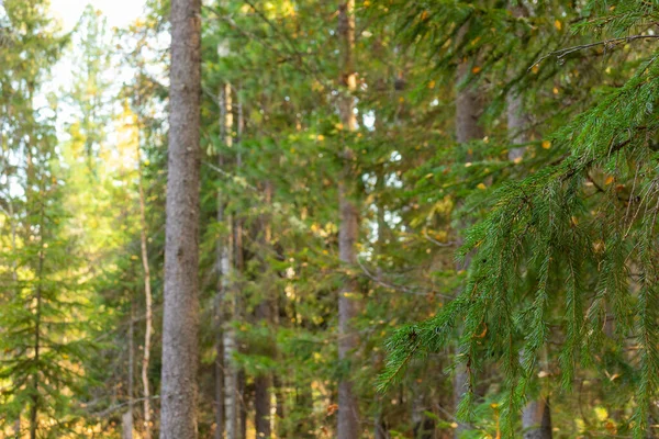 Hermoso Natural Bosque Otoño Con Hermosas Hojas Coloridas Árboles Coníferas —  Fotos de Stock