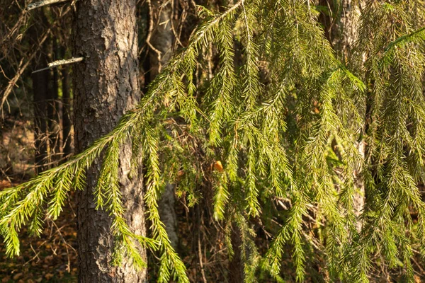 Natur Schöne Bunte Bäume Nadelbäume Pflanzen Herbstwald Park — Stockfoto