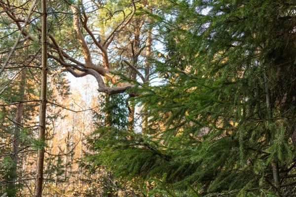 Doğal, güzel, renkli ağaçlar, kozalaklı ağaçlar, sonbahar ormanındaki bitkiler, Park.