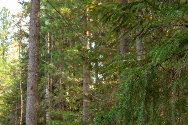 Натуральные Красивые Красочные Деревья Хвойные Деревья Растения Осеннем Лесу Парк — стоковое фото