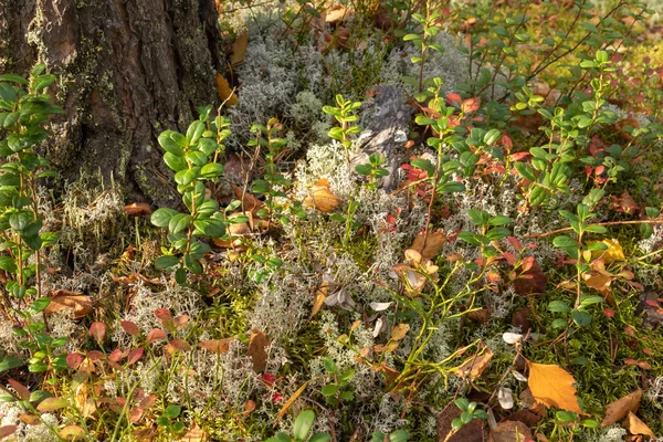 Bella Foresta Autunnale Con Piante Erba Cespugli Mirtilli Rossi Foglie — Foto Stock