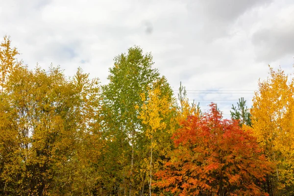 colorful trees, red,yellow, green trees,coniferous trees in the autumn forest against the blue sky