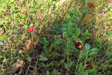 sağlıklı, doğal, organik, çalılı kırmızı kızılcık, yaz ve sonbaharda ormandaki bitkiler