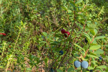 sağlıklı, doğal, organik, çalılı kırmızı kızılcık, yaz ve sonbaharda ormandaki bitkiler