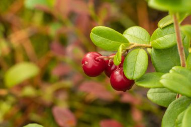sağlıklı, doğal, organik, çalılı kırmızı kızılcık, yaz ve sonbaharda ormandaki bitkiler